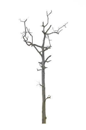 Dead trees isolated on white background, tropical trees isolated used for design, with clipping pathの写真素材