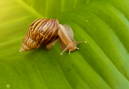 Curious snail in the garden on green leafの写真素材