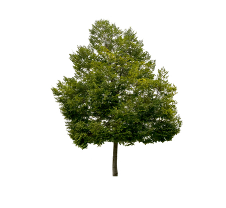Trees isolated on white background, tropical trees isolated used for design, with clipping pathの写真素材
