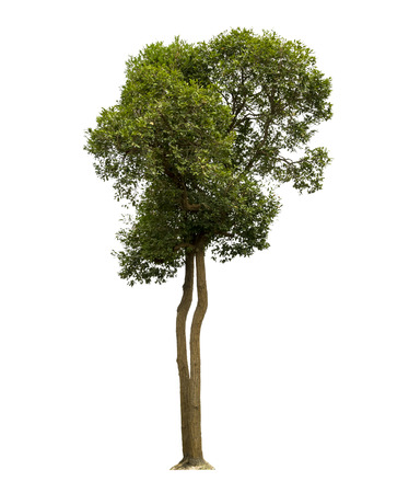 Trees isolated on white background, tropical trees isolated used for design, with clipping pathの写真素材