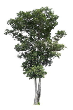 Trees isolated on white background, tropical trees isolated used for designの写真素材
