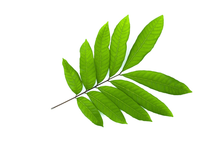 Green leaf isolated on a white backgroundの写真素材