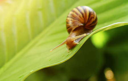 Curious snail in the garden on green leafの写真素材