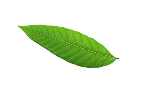 Green leaves isolated on white backgroundの写真素材