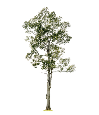 Trees isolated on white background, tropical trees isolated used for design, with clipping pathの写真素材