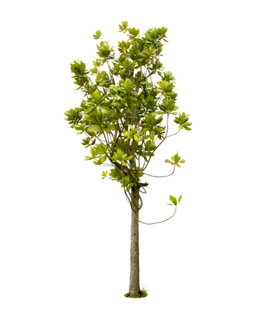 Trees isolated on white background, tropical trees isolated used for designの写真素材