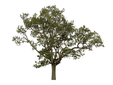 Trees isolated on white background, tropical trees isolated used for design, with clipping pathの写真素材
