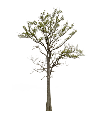 Trees isolated on white background, tropical trees isolated used for design, with clipping pathの写真素材