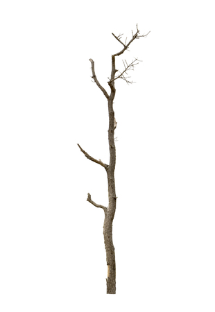 Dead trees isolated on white background, tropical trees isolated used for designの写真素材
