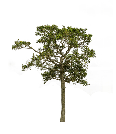 Trees isolated on white background, tropical trees isolated used for designの写真素材