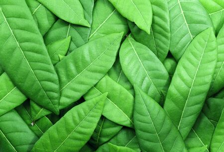 Green leaf background and texture. Nature backdrop
