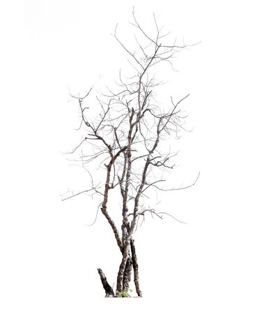 Dead trees isolated on white background, tropical trees isolated used for design, with clipping pathの写真素材