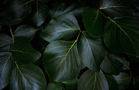 Green leaves pattern background, Natural backgroundの写真素材
