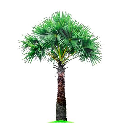 Palm tree isolated on white backgroundの写真素材