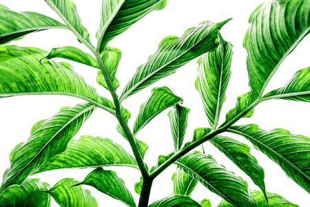 Green leaf pattern on the surface, Nature backgroundの写真素材