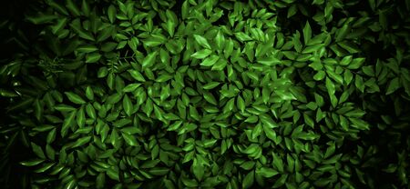 Nature green leaf wall texture of the tropical forest plant,on black background.