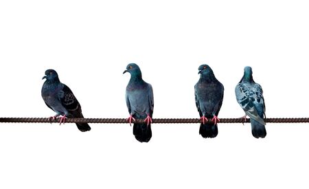 Four pigeon on a steel bar on a white background. File contains with clipping path.