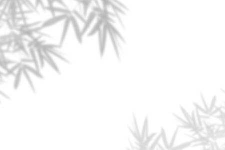 Bamboo leaf shadow on white wall Background. Blank copy space.の写真素材