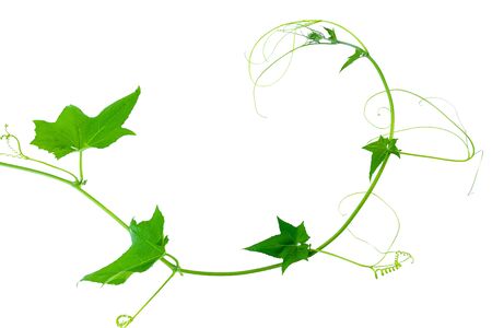 Green leaves vine plants isolate on white background. File contains with clipping path.の写真素材