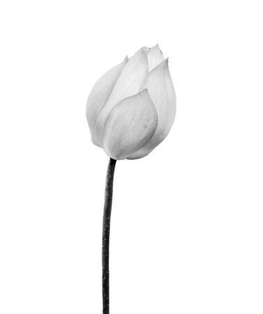 Lotus flower black and white color isolated on white background. File contains with clipping path.の写真素材