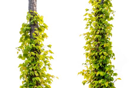 Green leaf on trees / Yellow leaf on a white background. File contains with clipping path.の写真素材