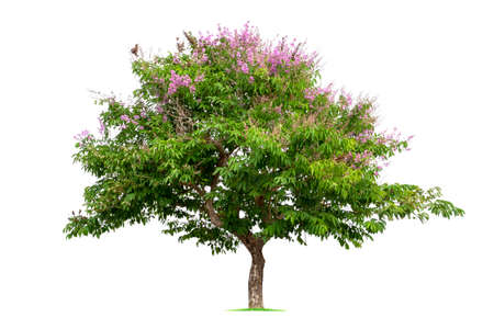 Trees isolated on white background, tropical trees isolated used for design.の写真素材