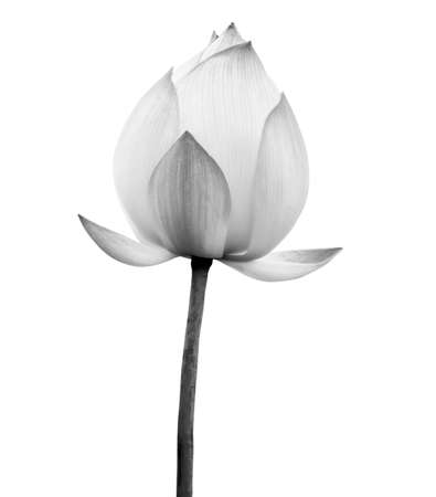 Lotus flower black and white color isolated on white background. File contains with clipping path.の写真素材