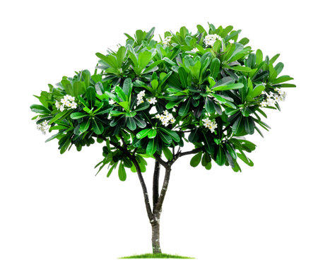 Trees isolated on a white background, tropical trees isolated used for design. File contains with clipping path.の写真素材