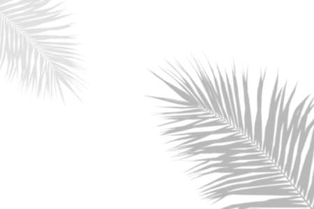 Palm leaf shadow on a white wall Background. Blank copy space.の写真素材