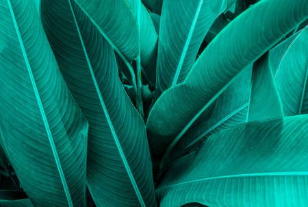 Tropical green leaf texture, Green leaves background nature dark green backdrop, Concept nature and plant tropicalの写真素材