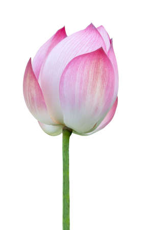 Lotus flower isolated on white background.File contains with clipping path.の写真素材