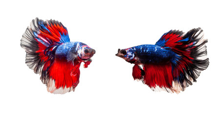 Siamese fighting fish isolated on a white backgroundの写真素材
