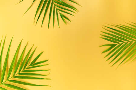 Green Palm leaves on yellow background. Summer concept. Flat lay, top view, copy spaceの写真素材