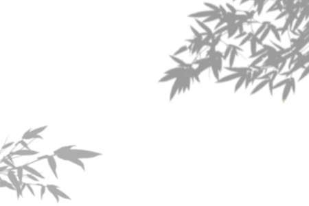 Abstract shadow black white bamboo leaf shadow on white wall Background. Blank copy space.の写真素材