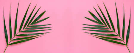 Green leaves of palm tree on bright pink pastel background, Tropical green palm leaves , Top view...