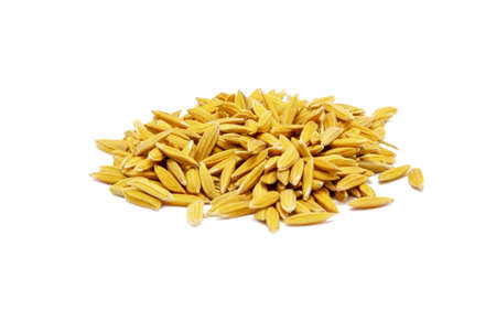 Paddy rice on a white background. ears of paddy rice. File contains with clipping path so easy to job.の写真素材