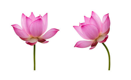 Lotus flower isolated on white background. File contains with clipping path so easy to work.の写真素材