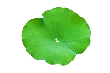 Lotus leaf isolate on a white background. File contains with clipping path So easy to work.の写真素材