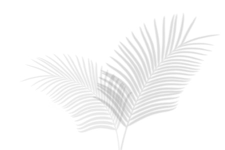 Abstract palm leaves shadow on white wall Background. Blank copy space.の写真素材