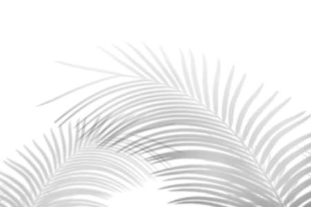 Abstract palm leaves shadow on white wall Background. Blank copy space.の写真素材