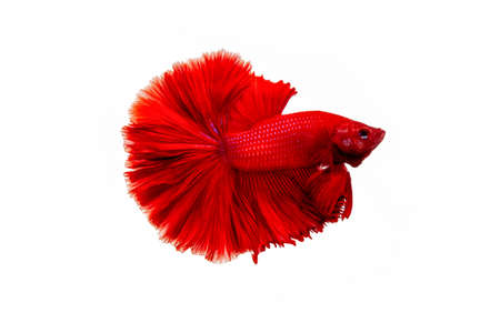 Red Siamese fighting fish isolated on a white backgroundの写真素材
