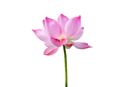 Pink Lotus flower isolated on white background.File contains with clipping path so easy to work.の写真素材