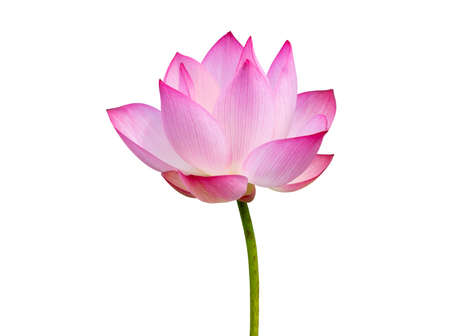 Lotus flower isolated on white background. File contains with clipping path so easy to work.の写真素材
