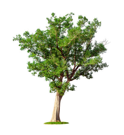 Tropical big tree isolated on a white backgroundの写真素材