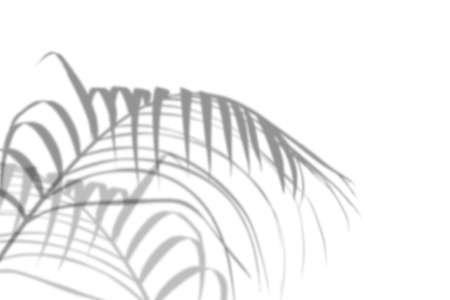 Abstract palm leaves shadow on white wall Background. Blank copy space.の写真素材