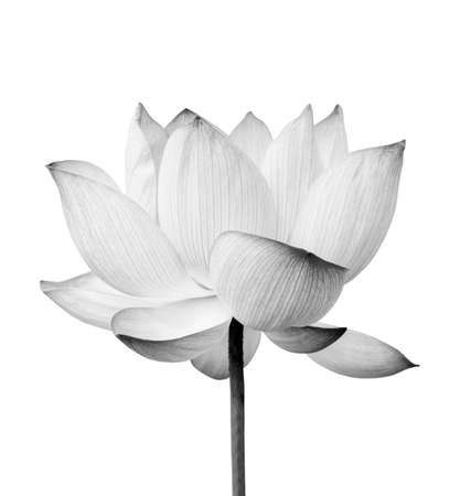 Black and white Lotus flower isolated on white background.の写真素材