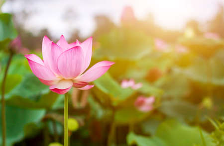 Beautiful lotus flower blooming and green lotus leaf background in pond. Blank copy space.の写真素材