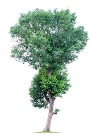 Big tropical tree isolated on a white backgroundの写真素材