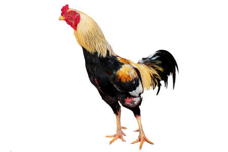 Rooster Chicken standingの写真素材