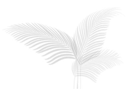 Abstract shadow black white palm leaf shadow on a white wall Background. Blank copy space.の写真素材